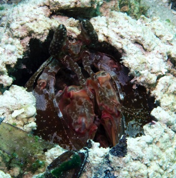 Mantis Shrimp